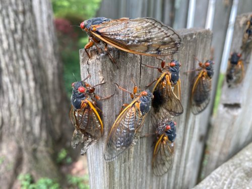 Trillions of Cicadas Set to Hatch in These U.S. States During Rare, Double-Brood Emergence