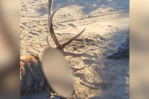 Oregon State Police Seeks Public Help to Find Two Elk Poachers