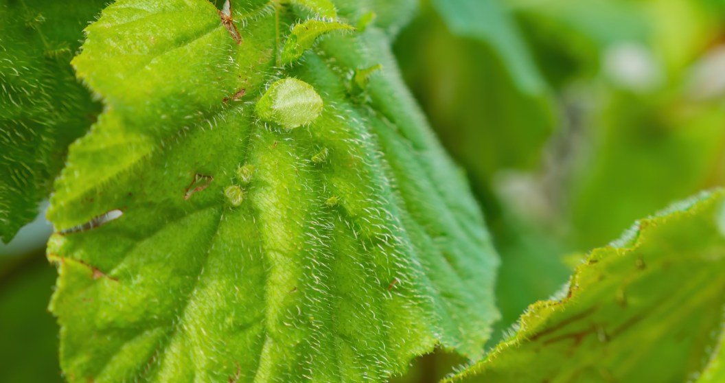 Beware: A single touch of this plant will cause months of unbearable pain
