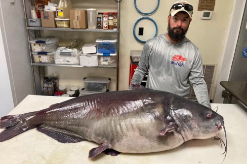 Angler Releases 118.7-Pound Blue Cat, Potential Tennessee State Record