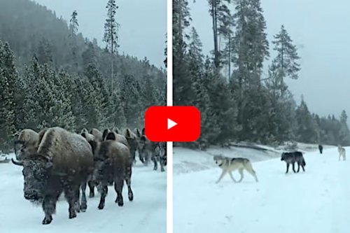 Bison Herd Escape Harassing Wolves By Putting Tourist Vehicle Between Them and the Predators