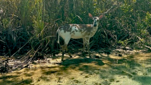 Florida Man Photographs Rare Piebald Deer