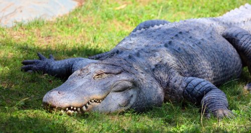 Forget Groundhog's Day, Big Al The Alligator Determines Spring Or Winter In An Epic Way