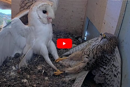 Kestrel Falcon Invades Barn Owl Nest and Barely Escapes With its Life
