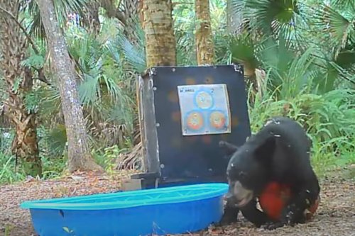 Curious Bear Cub Caught Playing in Backyard Kiddie Pool