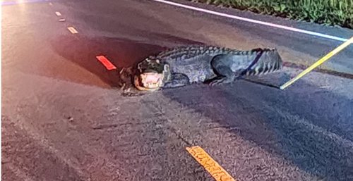 Firefighters Turn The Hose On Very Angry Alligator In North Carolina
