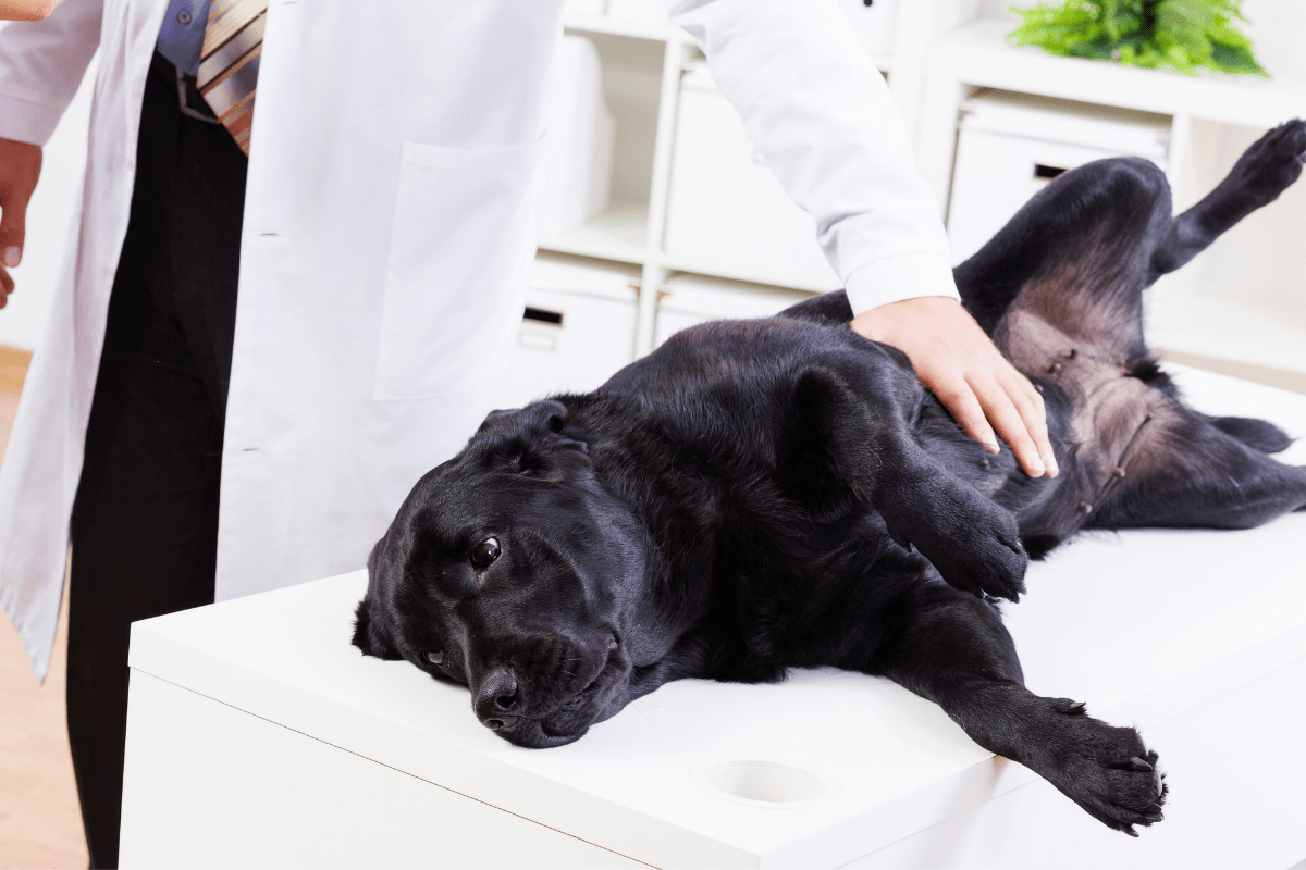 Understanding How to Prevent Bloat Could Save Your Large Dog's Life