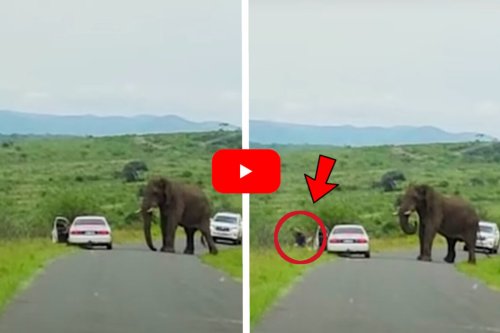 Tourist Flees Car in Terror Upon Seeing Size of Elephant in Person