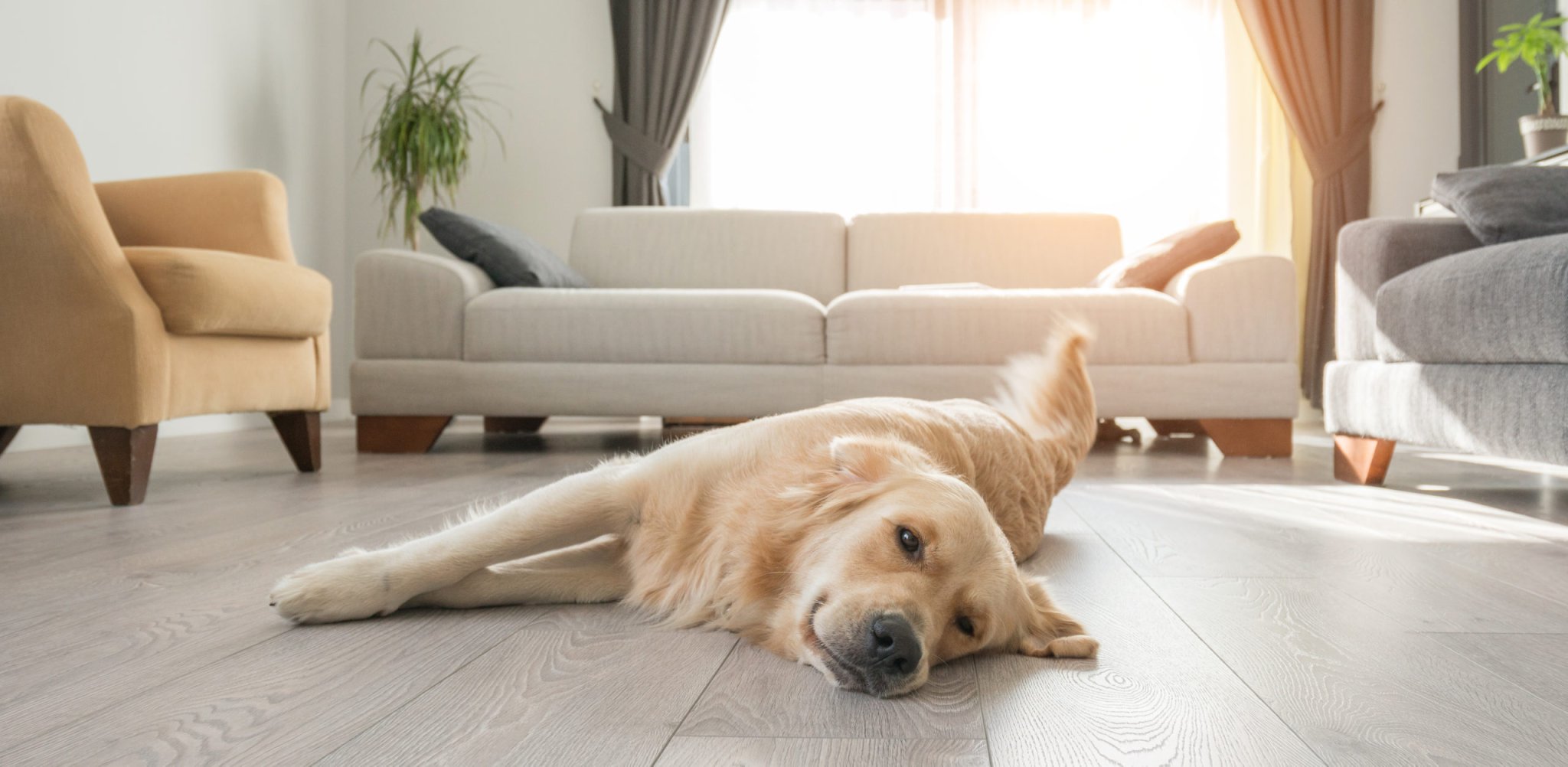 Here's What You Can Do If Your Dog Has Separation Anxiety