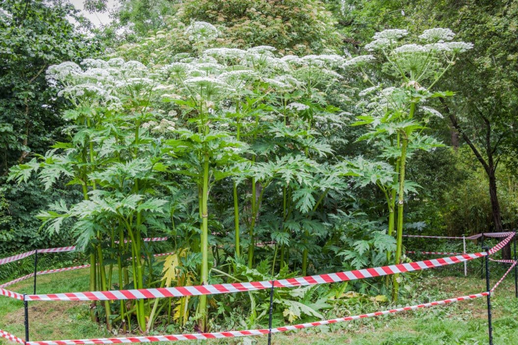 The Invasive Giant Hogweed is Dangerous to the Touch