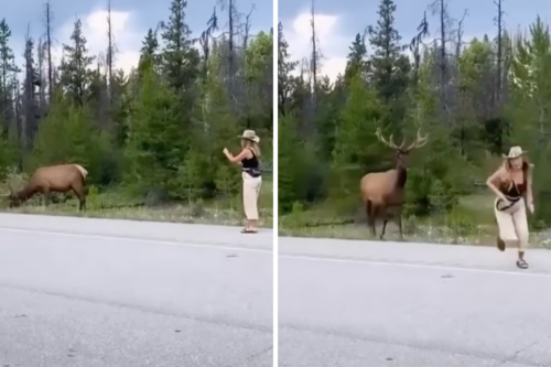 Bull Elk Chases Off Woman Trying to Get a Selfie