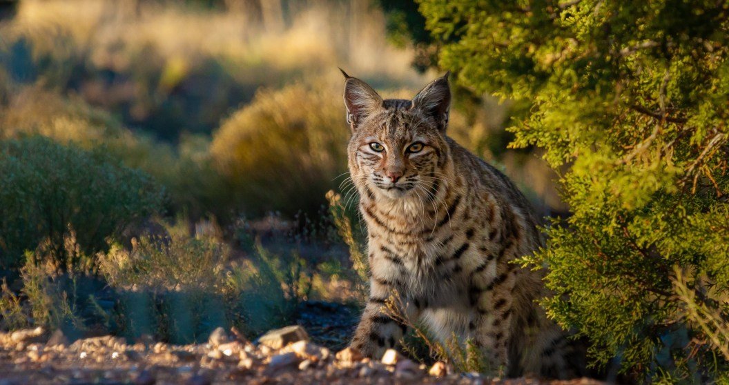 Bobcat Shows Off Its Ninja Skills On Unaware Squirrel