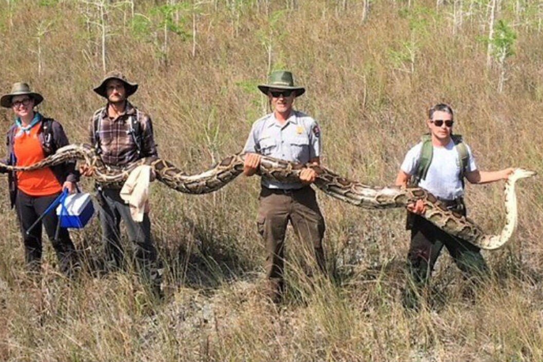 140-Pound, 17-Foot Record Python Caught in Florida Everglades