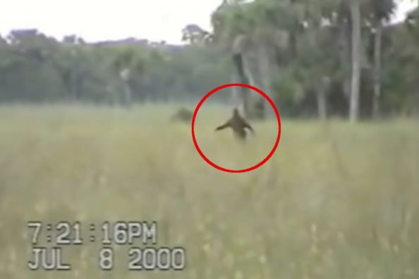 Florida Skunk Ape: The Southern Bigfoot's Possible Explanation