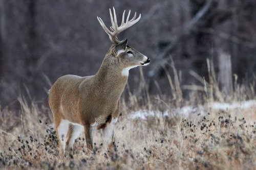 Here's How to Find Public Land Bucks in a Pinch