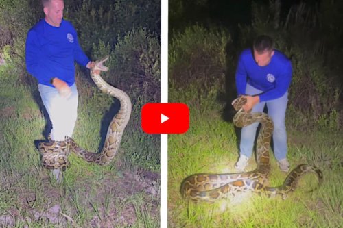 16-Foot Burmese Python Gets Into Extended Wrestling Match With Snake ...