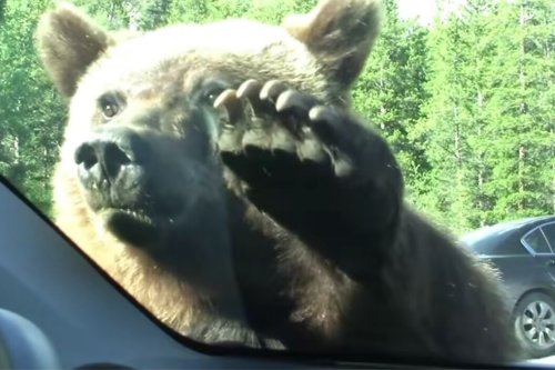 Grizzly Curiously Paws Yellowstone Visitor's Car