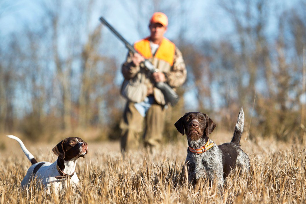 The Best Bird Dog Breeds to Take Upland Hunting