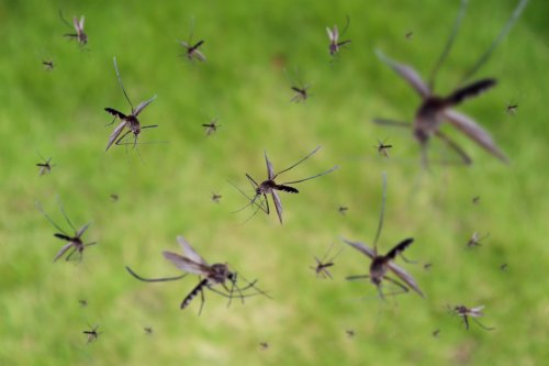 The Top 10 States With the Worst Mosquitos in the U.S.