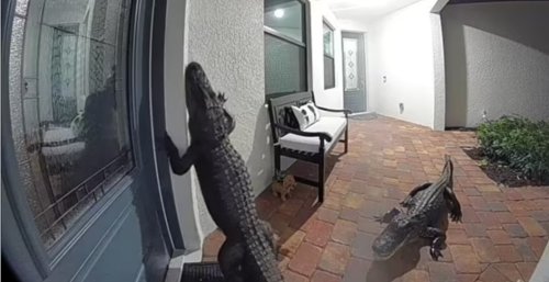 Florida Home Owners Surprised To Find Two Massive Alligators Ringing Their Door Bell