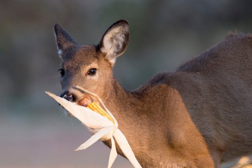 Deer Feeding Times: Figuring Them Out and Using Them to Your Advantage