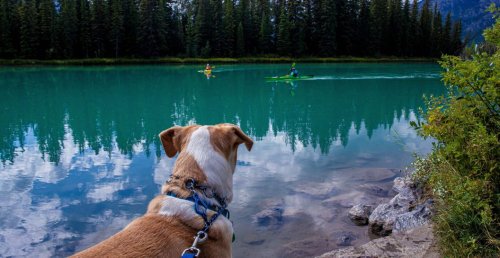 Want to Bring Your Dog to These National Parks? Get a B.A.R.K. Ranger Badge