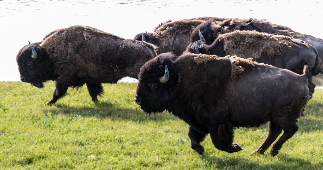 Bison Charge Into Crowd At Yellowstone In Terrifying Moment