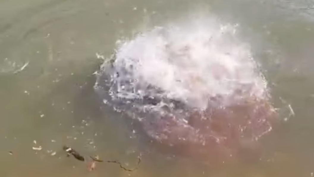 This terrifying video shows why you need to stay out of piranha-infested waters - cover