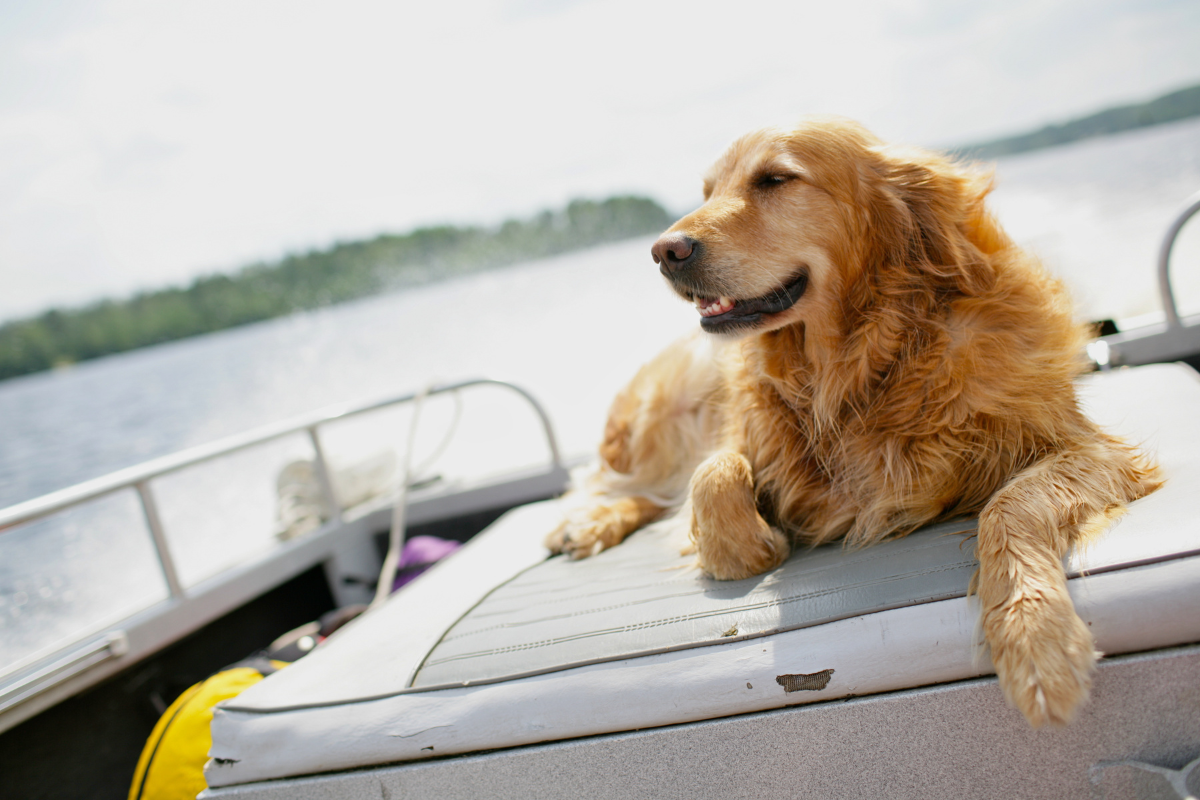 11 Most Important Dog Summer Safety Tips to Keep Your Pooch Safe