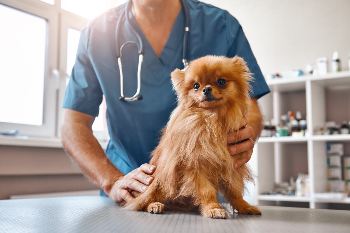 Veterinarians Reveal the Most Common Dog Names, Based on Their Patients