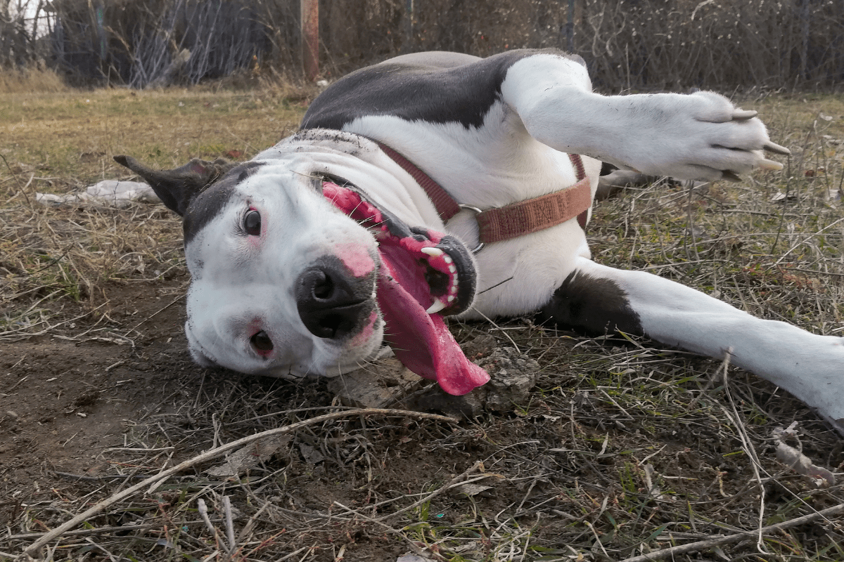 This Veterinarian's Viral TikTok Explains Exactly What to Do if Your Dog Has a Seizure