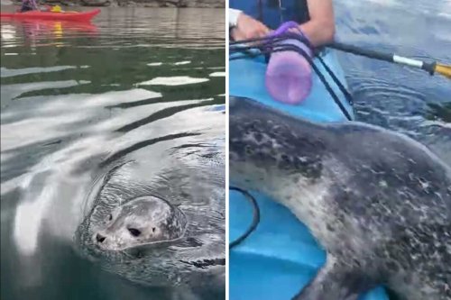 "Got Any Room For Me?!" Baby Seal Jumps Into a Tandem Kayak