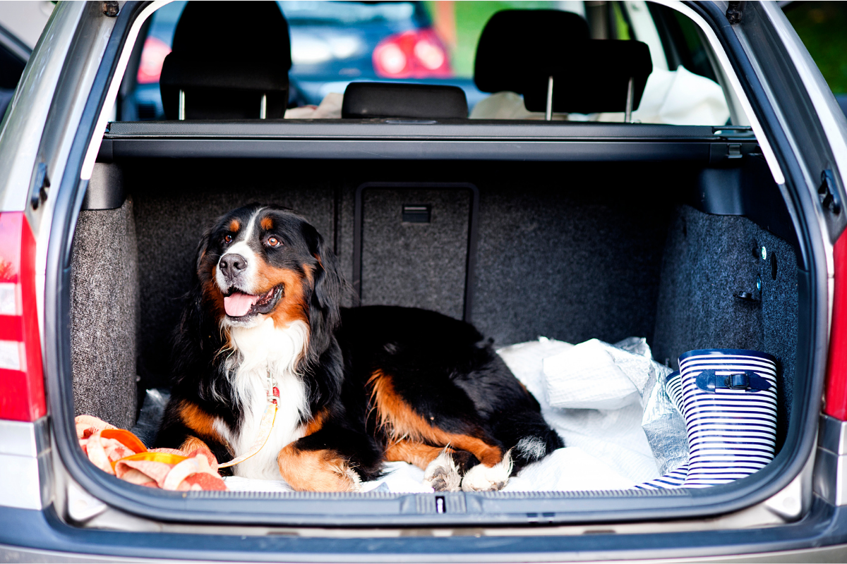 Survive and Thrive On Any Road Trip With Your Pup