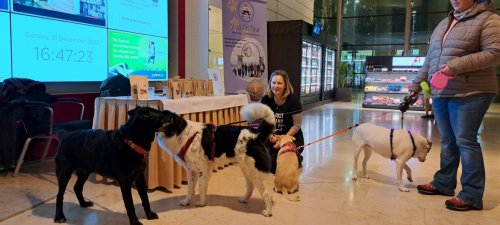 Knallfreier Silvester mit Hund im Flughafenhotel in Wien