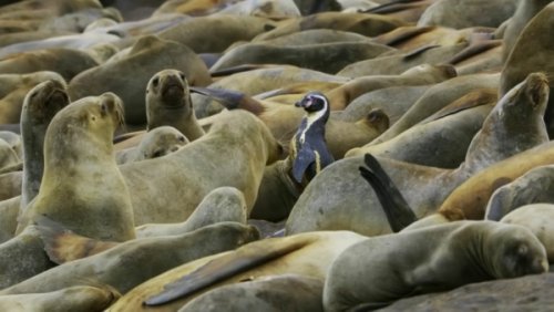 Pinguine und ihr Weg durch eine Seelöwen-Kolonie