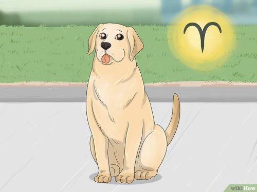 How to Zodiac Signs As Dogs