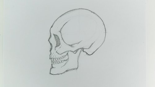 How to Draw a Skull (with Pictures) - wikiHow