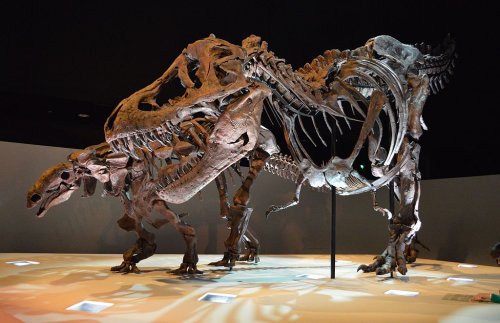 Houston Museum of Natural Science - Virtual Tour – Joy of Museums Virtual Tours