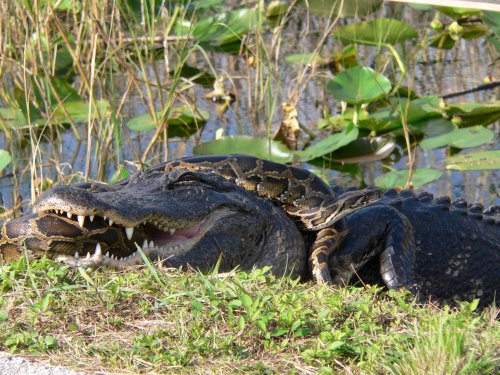 Invasive Species Wreaking Havoc On The Florida Everglades