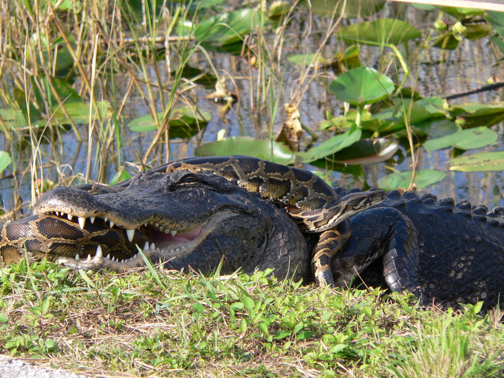 Invasive species wreaking havoc on the Florida Everglades