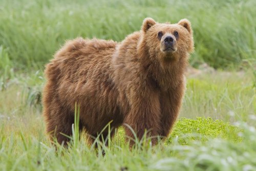 Fascinating Facts about Bears You Might Not Know