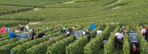 Champagne Enjoys a Blissful Vintage | Wine-Searcher News & Features