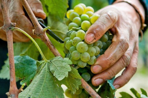 Italy’s Best White Wines: 12 Essential Grapes to Know