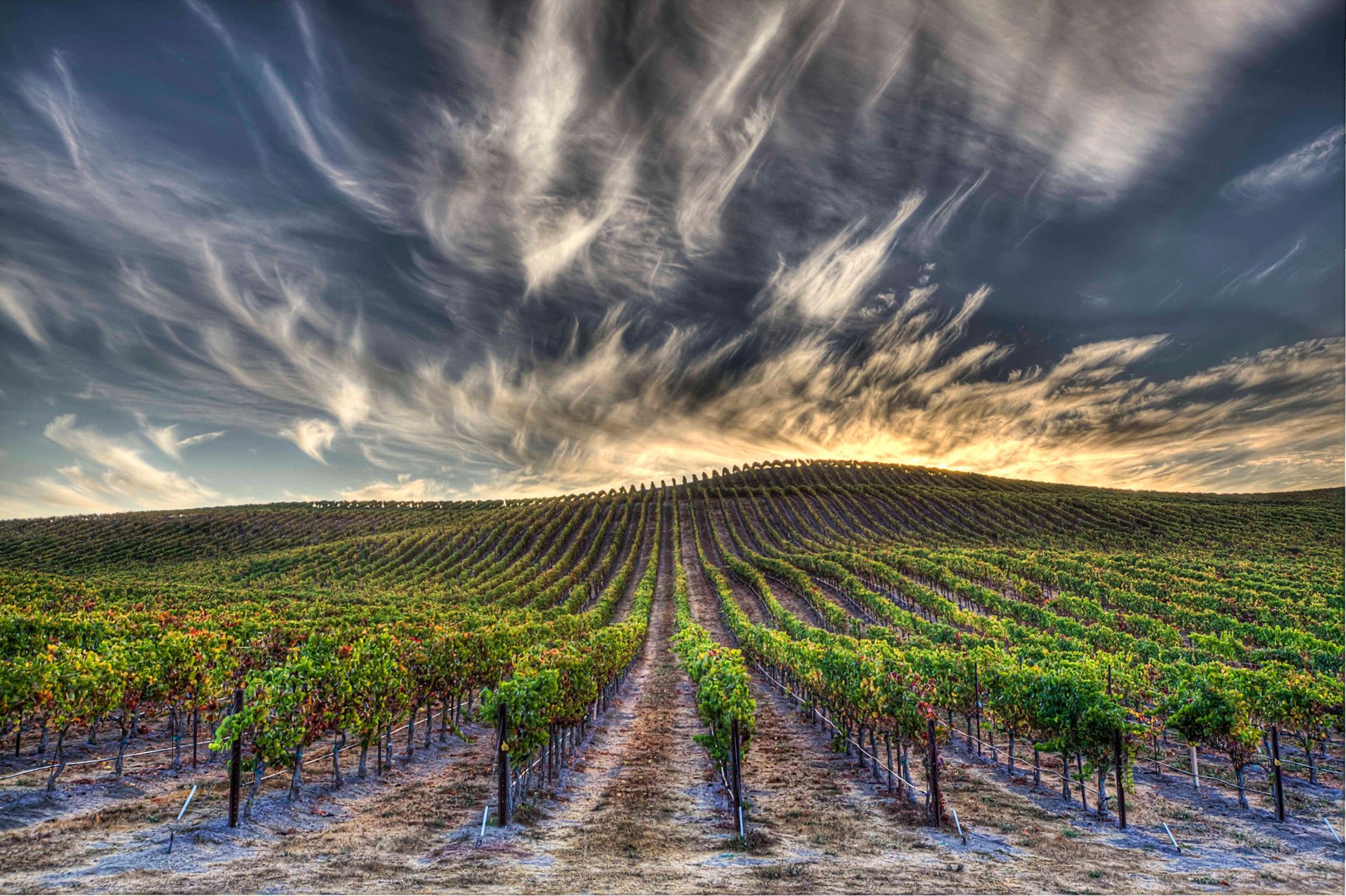California: The Guide for Wine Lovers cover image