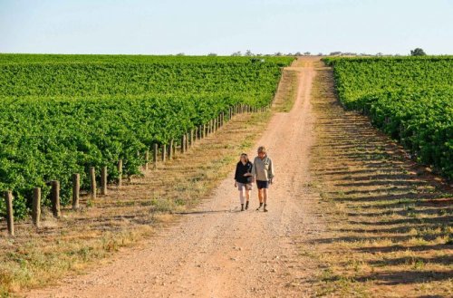 Australia’s Riverland Rethinks Its Bulk Wine Model