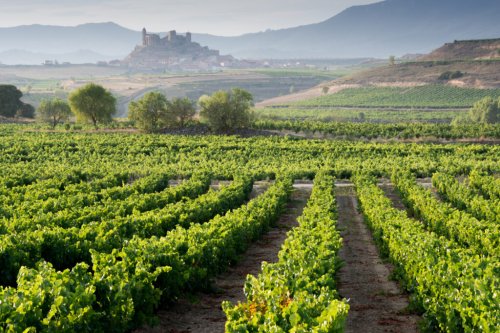 Where to Stay in Rioja: Luxury Hotels & Vineyard Resort Experiences