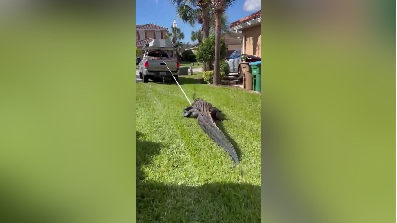 12foot gator removed from Cape Coral backyard Flipboard