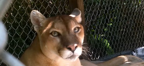 florida-panther-conservation-protecting-the-state-animal-of-florida