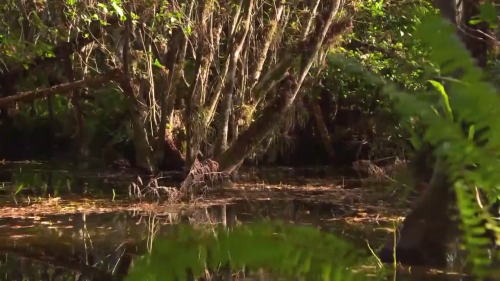 More than 11,000 acres saved from oil drilling in Everglades City