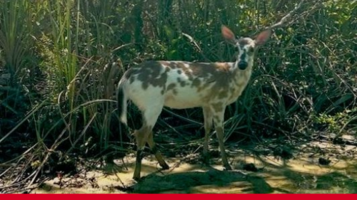 Caught on Camera: Extremely rare piebald white-tailed deer in Florida